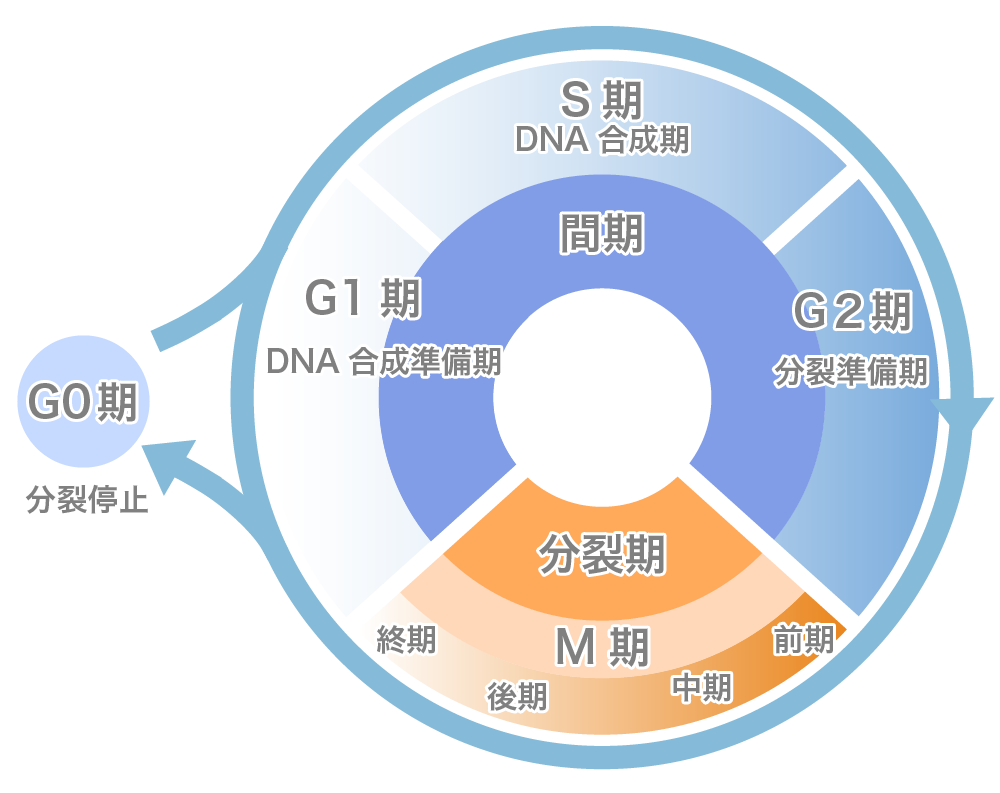 青木優美クリニックの遺伝子療法の投与する遺伝子の種類p５３